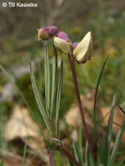 Lathyrus_linifolius_Warstein_210412_TK02.jpg