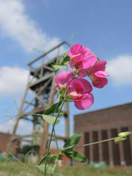 Lathyrus_tuberosus_DO-Derne_ZecheGneisenau_130816_TK144.jpg