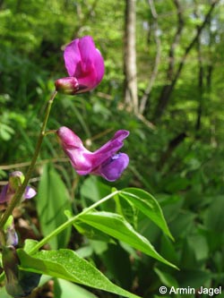 Lathyrus_vernus_BrilonerHochflaeche260409_ja26.jpg