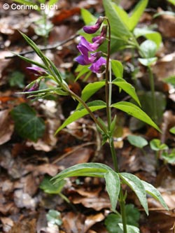 Lathyrus_vernus_Oberhagen210412_CB02.jpg