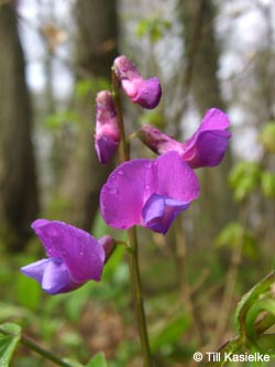 Lathyrus_vernus_Warstein_210412_TK02.jpg