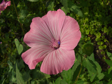 Lavatera_trimestris_250607_ja01.jpg