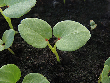 Lavatera_trimestris_BO-Balkon_Dehner_050518_ja02.jpg