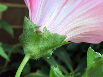 Lavatera_trimestris_BO-Ehrenfeld_020918_ja01.jpg