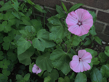 Lavatera_trimestris_BO-Ehrenfeld_210818_ja01.jpg