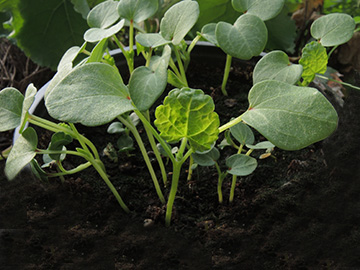 Lavatera_trimestris_Keimling_Balkon_Risse_090518_ja03.jpg