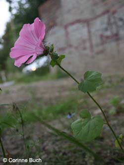 Lavatera_trimestris_WeitmarHoltbruegge_CB19.jpg