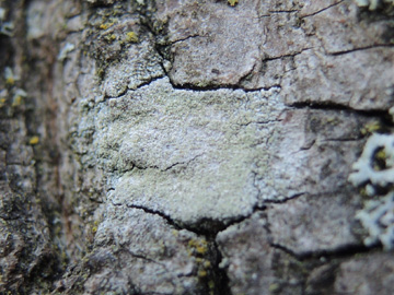 Lecanora_barkmaniana_RUBMoose210117_ja01.jpg
