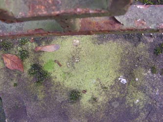 Lecanora_expallens_BOSchmechtingwiese171107_ja10.jpg