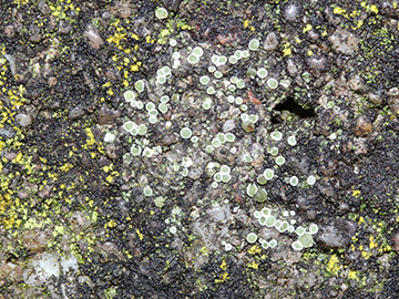 Lecanora_flotoviana_agg_Bochum_Unicenter_Kryptogamen_210118_CB02.jpg