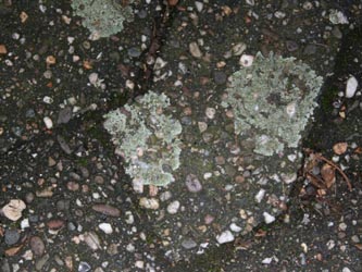 Lecanora_muralis_BORUBKryptogamen050211_CB59.jpg