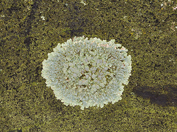 Lecanora_muralis_Bochum_Unicenter_Kryptogamen_210118_CB02.jpg