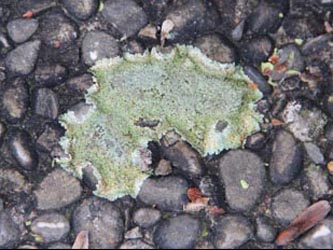 Lecanora_muralis_RUB250114_CB01.jpg