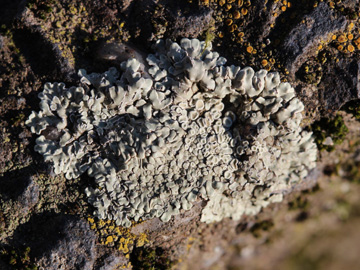 Lecanora_muralis_RUBMoose210117_CB02.jpg