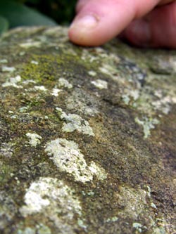 Lecanora_muralis_Schmechtingtal071117_ja32.jpg