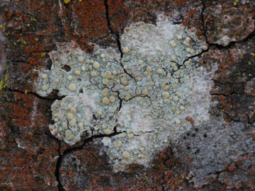 Lecanora_symmicta_RUBMoose210117_CB01.jpg