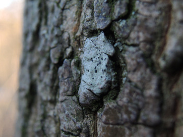 Lecidella_elaeochroma_RUBMoose210117_ja02.jpg