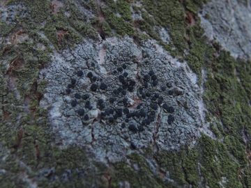 Lecidella_elaeochroma_RUBMoose210117_ja05.jpg