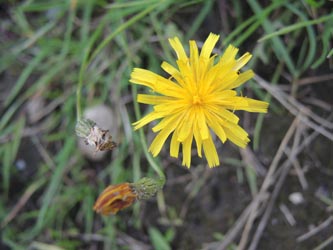 Leontodon_autumnalis_DUHomberg200914_ja01.jpg