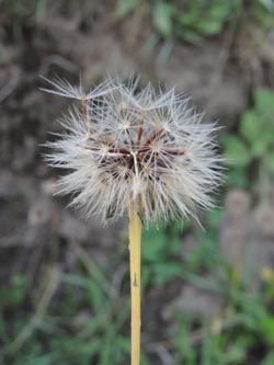 Leontodon_autumnalis_DUHomberg200914_ja02.jpg