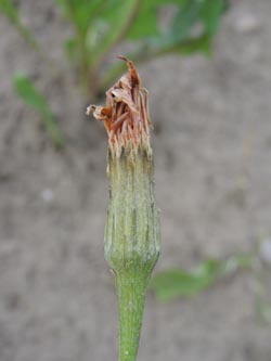 Leontodon_autumnalis_DUHomberg200914_ja03.jpg