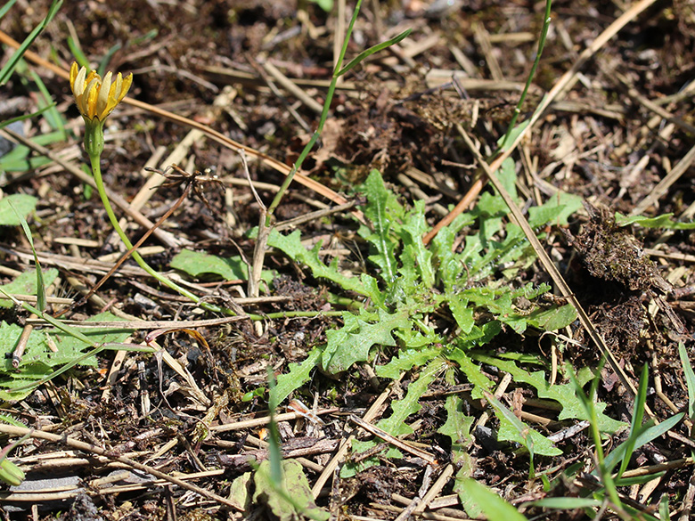 Leontodon_saxatilis_Bergkamen_Grosses_Holz_120720_CB02.jpg