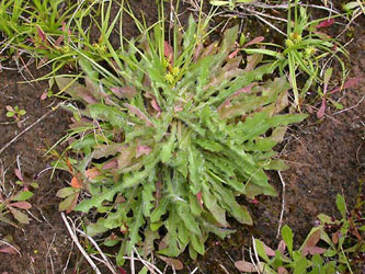 Leontodon_saxatilis_ja01.jpg