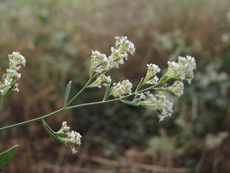 Lepidium_latifolium_KMerkenichRhein_ja03.jpg