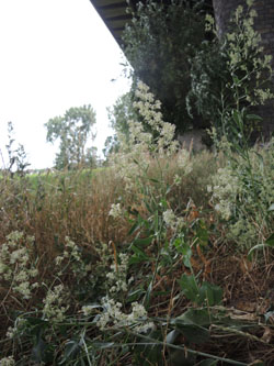 Lepidium_latifolium_KMerkenichRhein_ja04.jpg