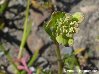 Lepidium_ruderale_HERCrange050513_ho01.jpg