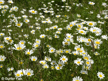 Leucanthemum_vulgare_agg_Remscheid_Feldbachtal_101017_GFalk01.jpg