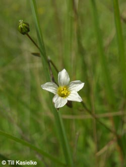 Linum_catharticum_Hoenselberg_100612_TK17.jpg