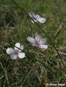 Linum_tenuifolium_SWD2009_ja100.jpg