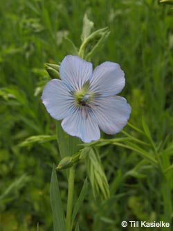 Linum_usitatissimum_Laacher_See_070612_TK62.jpg