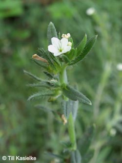 Lithospermum_arvense_Laacher_See_070612_TK81.jpg