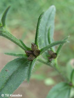 Lithospermum_arvense_Laacher_See_070612_TK82.jpg