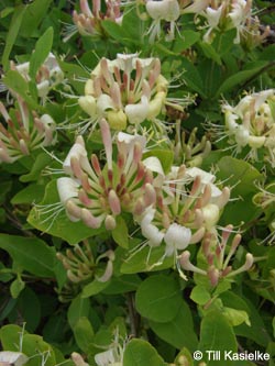 Lonicera_periclymenum_Laacher_See_070612_TK15.jpg