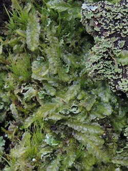 Lophocolea_semiteres_Aachen_Lintert_Kryptogamen_220215_ja03.jpg