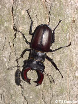 Lucanus_cervus_SWD2009_TK150.jpg