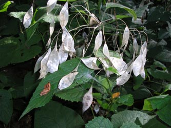 Lunaria_rediviva_HERGysenberg011011_PG01.jpg