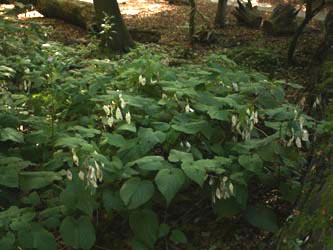 Lunaria_rediviva_HERGysenberg_CB01.jpg