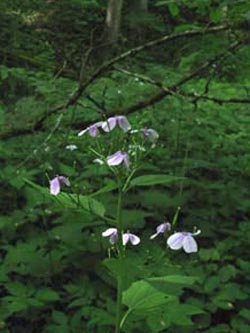 Lunaria_rediviva_SWD2009_239_ja01.jpg