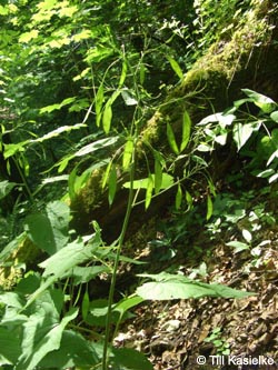 Lunaria_rediviva_SWD2009_TK212.jpg