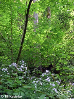 Lunaria_rediviva_SWD2009_TK218.jpg