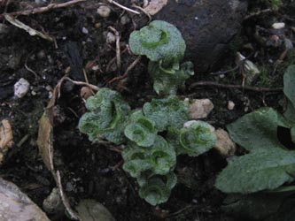 Lunularia_cruciata_BO-RUB-Kryptogamen_140112_ja40.jpg