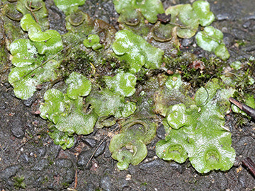 Lunularia_cruciata_BOUnicenter_210118_CB02.jpg