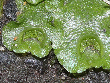 Lunularia_cruciata_BOUnicenter_210118_CB02_2.jpg