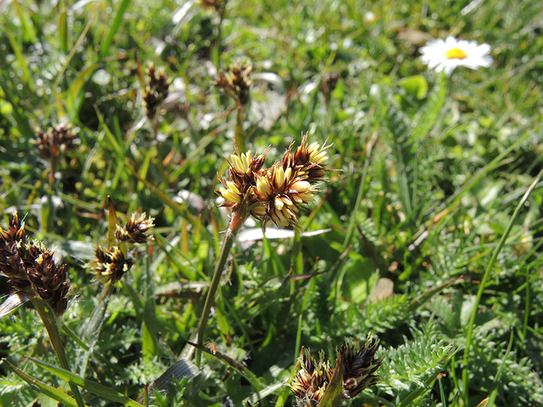 Luzula_campestris_BO-Querenburg_Friedhof_Schattbachstr_050420_ja01.jpg