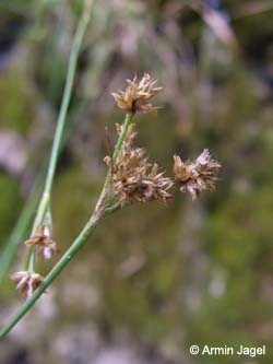 Luzula_multiflora_BOHedtberg010808_ja02.jpg