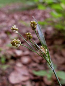 Luzula_multiflora_BORechenerPark240610_ja01.jpg